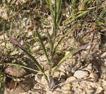 Maryland goldenaster